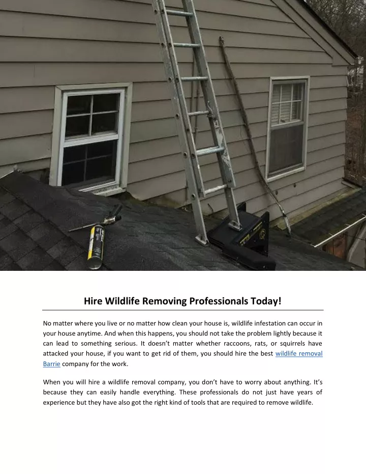 hire wildlife removing professionals today