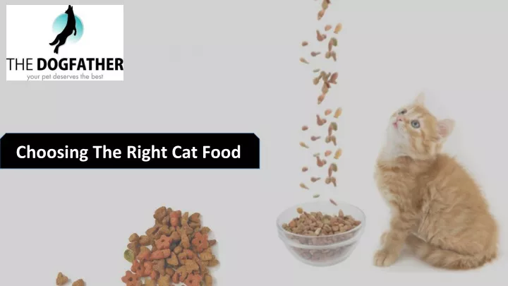 choosing the right cat food