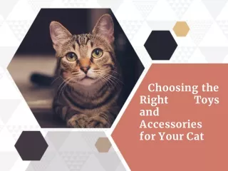 Choosing the Right Toys and Accessories for Your Cat