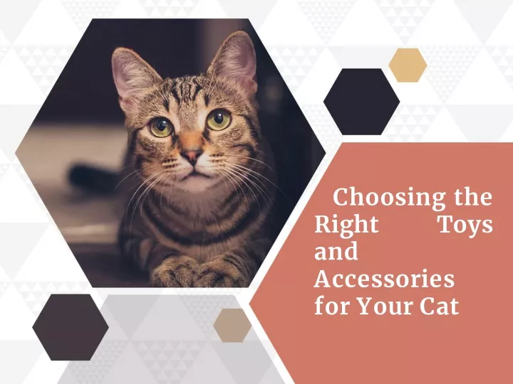 choosing the right toys and accessories for your cat