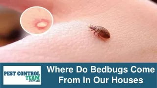 Where Do Bedbugs Come From In Our Houses?