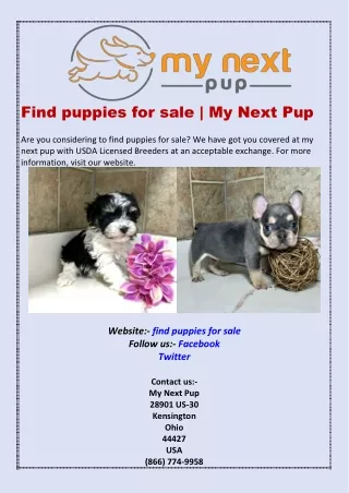 Find puppies for sale | My Next Pup