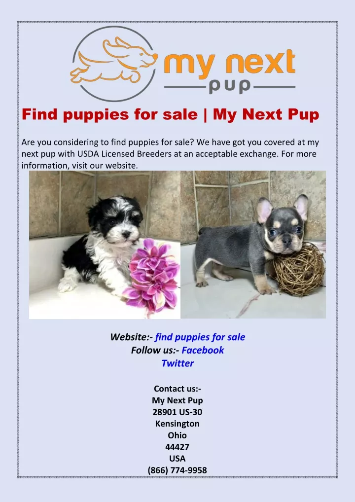 find puppies for sale my next pup