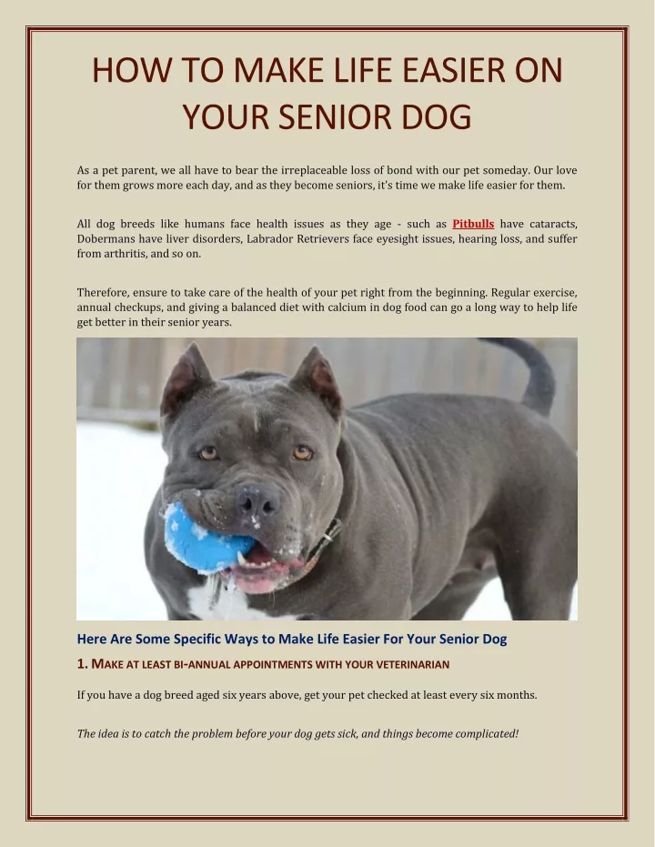 how to make life easier on your senior dog