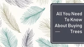 all you need to know about buying trees