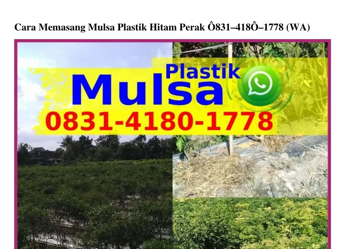 cara memasang mulsa plastik hitam perak