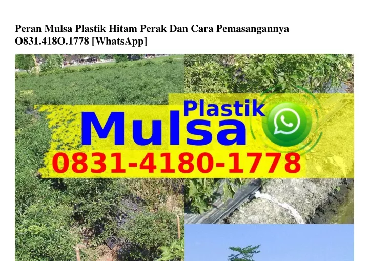 peran mulsa plastik hitam perak dan cara