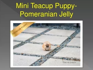 Mini Teacup Puppy- Pomeranian Jelly
