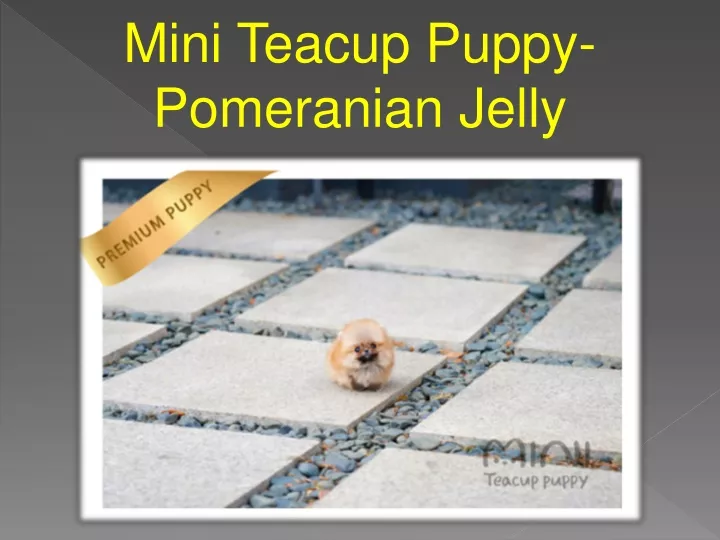 mini teacup puppy pomeranian jelly