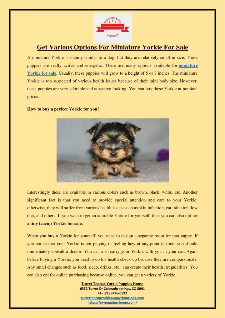get various options for miniature yorkie for sale