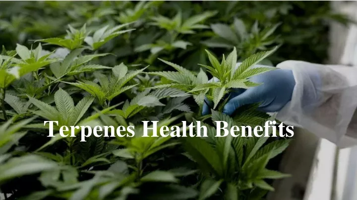 terpenes health benefits
