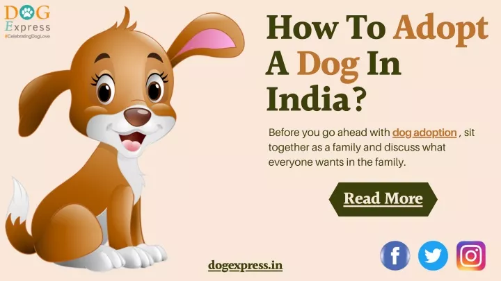 how to adopt a dog in india before you go ahead