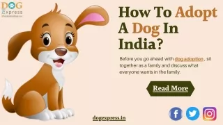 how to adopt a dog in india before you go ahead