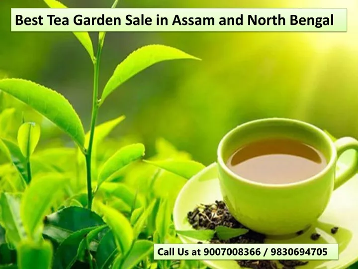 best tea garden sale in assam and north bengal