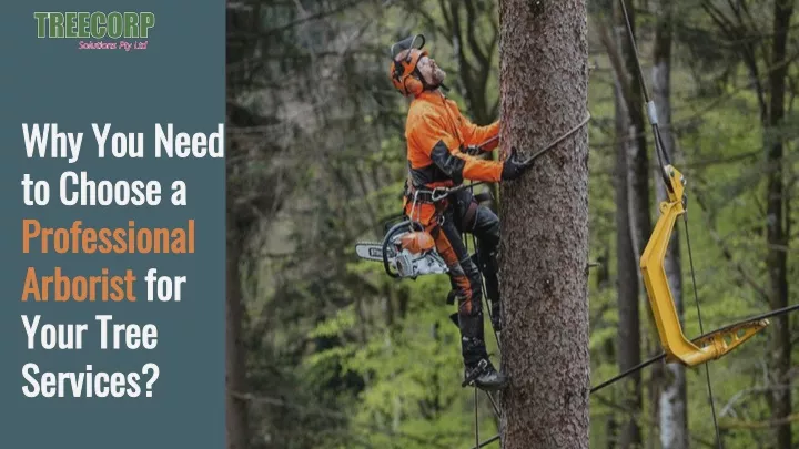 why you need to choose a professional arborist for your tree services