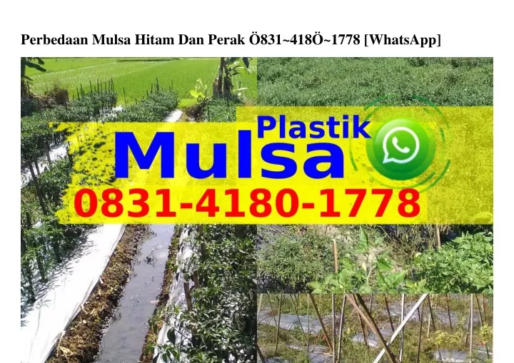 perbedaan mulsa hitam dan perak 831 418 1778