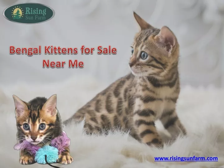 bengal kittens for sale near me
