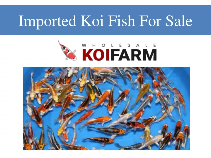 imported koi fish for sale