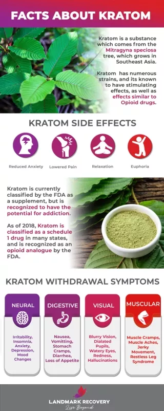 How Long Does Kratom Stay In Your System..!!