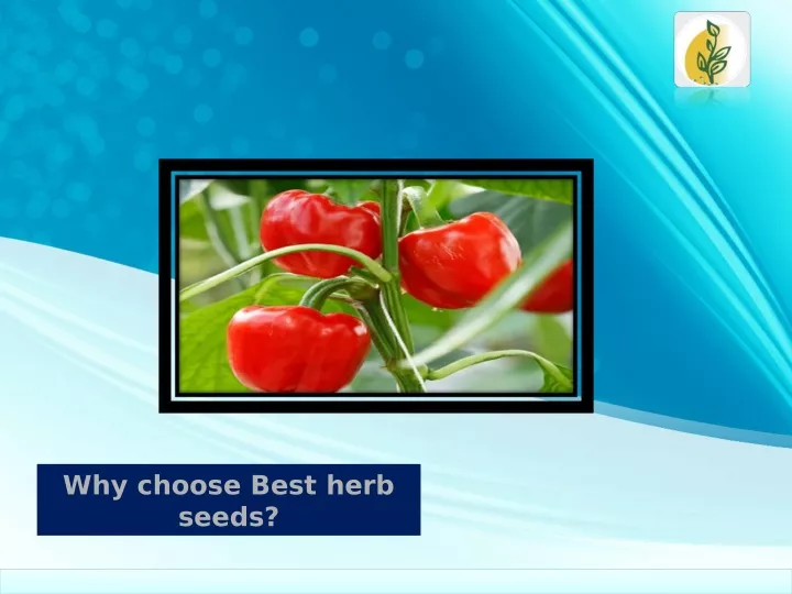why choose best herb seeds