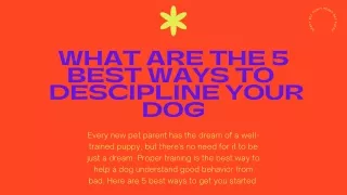 What are the 5 best ways to  descipline your dog