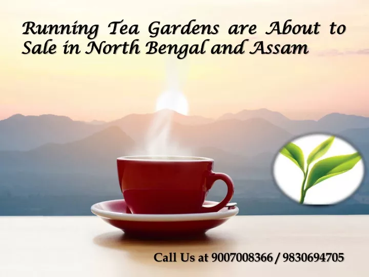running tea gardens are about to sale in north