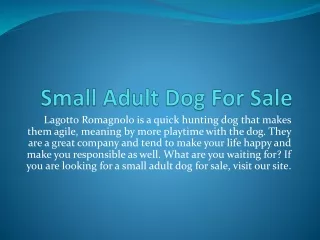 Small Adult Dog For Sale