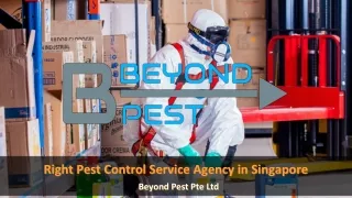 Right Pest Control Service Agency in Singapore