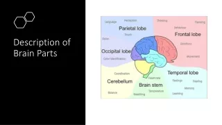 description of brain parts