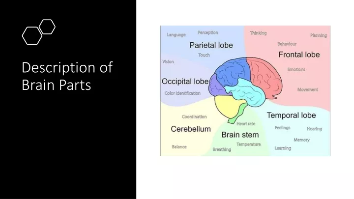 description of brain parts