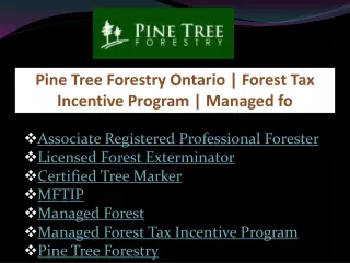 pine tree forestry ontario forest tax incentive