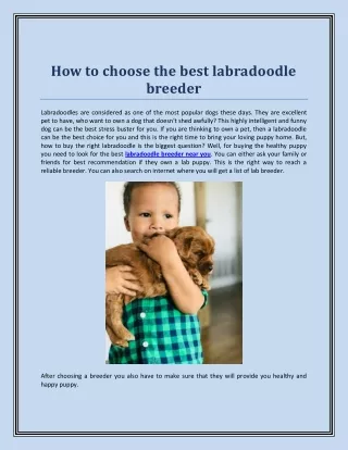 how to choose the best labradoodle breeder