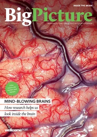 inside the brain