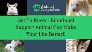 Get To Know - Emotional Support Animal Can Make Your Life Better!!