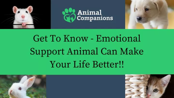 get to know emotional support animal can make