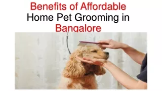 Benefits of Affordable Home Pet Grooming in Bangalore