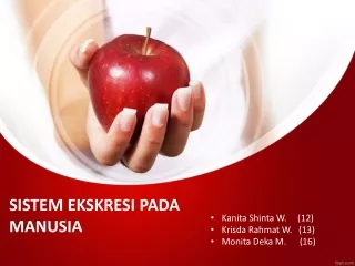 sistem ekskresi pada manusia