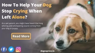 how to help your dog stop crying when left alone