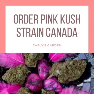 Order Pink Kush Strain In Canada - Carly’s Garden