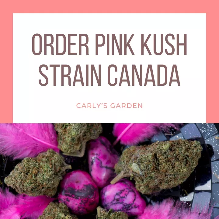order pink kush strain canada