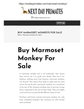 Marmoset monkey for sale | Marmoset monkey for sale near me