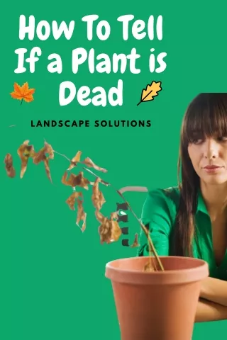 how to tell if a plant is dead