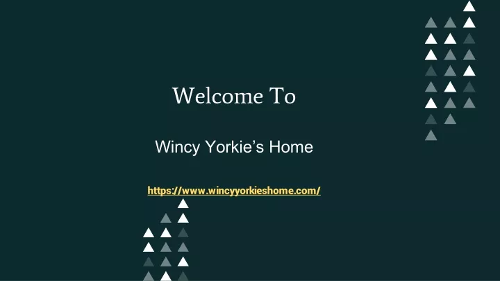 welcome to wincy yorkie s home https