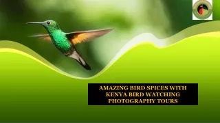 Amazing bird spices with kenya bird watching photography tours