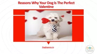 reasons why your dog is the perfect valentine
