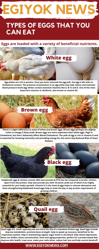 Types of eggs that you can eat | EGIYOK NEWS