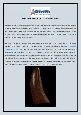 add a t rex tooth to your collection of fossils