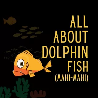All About Dolphin Fish