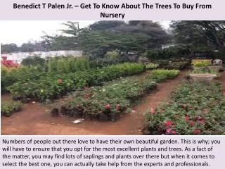 benedict t palen jr get to know about the trees to buy from nursery