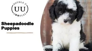 Sheepadoodle puppies  - Double U Doodles